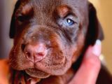 Saf Kan Kızıl Doberman Yavrularımız Teslime Hazır