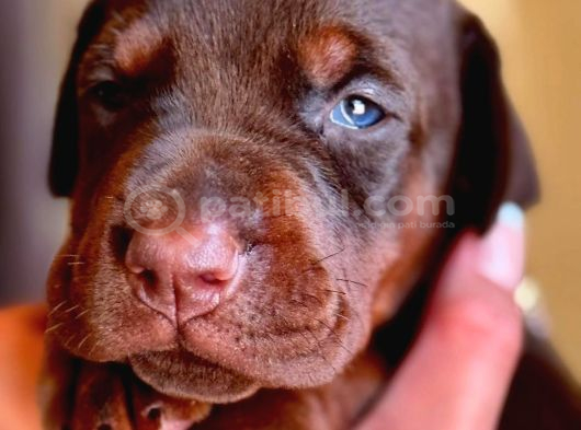 Saf Kan Kızıl Doberman Yavrularımız Teslime Hazır görsel