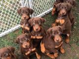 Saf Kan Kızıl Doberman Yavrularımız Teslime Hazır