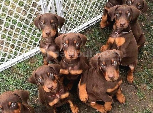 Saf kan kızıl doberman yavrularımız teslime hazır