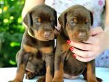 Saf Kan Kızıl Doberman Yavrularımız Teslime Hazır