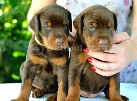 Saf Kan Kızıl Doberman Yavrularımız Teslime Hazır görsel