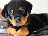 Saf Kan Rotweiller Bebeklerimiz Teslime Hazır