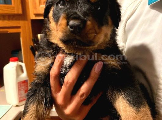 Saf Kan Rotweiller Bebeklerimiz Teslime Hazır görsel