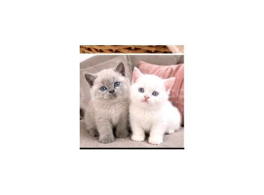 Güzel Kizlarim  Scoti̇sh Fold Bri̇ti̇sh Shorthai̇r görsel