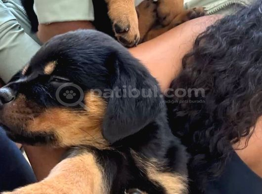 Saf Kan Rotweiller Bebeklerimiz Teslime Hazır görsel