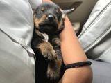 Saf Kan Rotweiller Bebeklerimiz Teslime Hazır