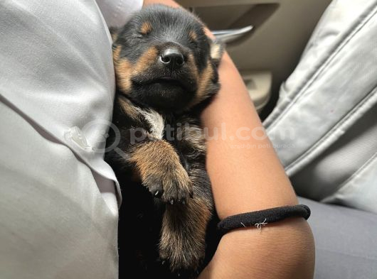 Saf Kan Rotweiller Bebeklerimiz Teslime Hazır görsel