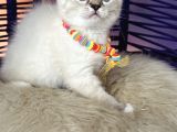 British Shorthair Silver Point Yavrular