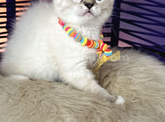 British Shorthair Silver Point Yavrular görsel