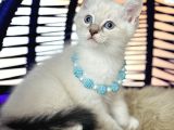 British Shorthair Silver Point Yavrular