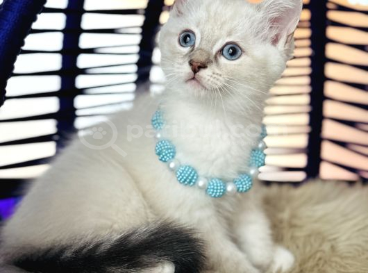 British Shorthair Silver Point Yavrular görsel