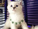 British Shorthair Silver Point Yavrular