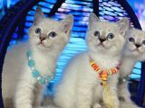 British Shorthair Silver Point Yavrular