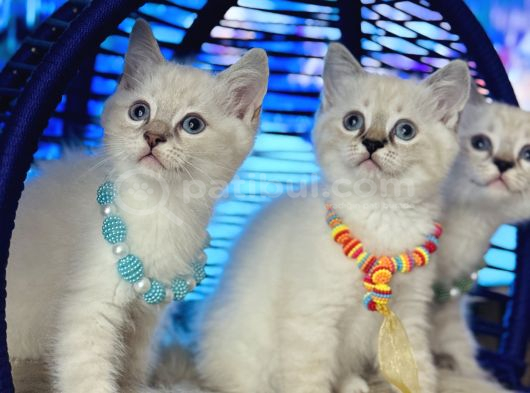British Shorthair Silver Point Yavrular görsel