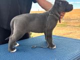 Safkan Cane Corso Güçlü Kan Hattı - Son 4 Yavru