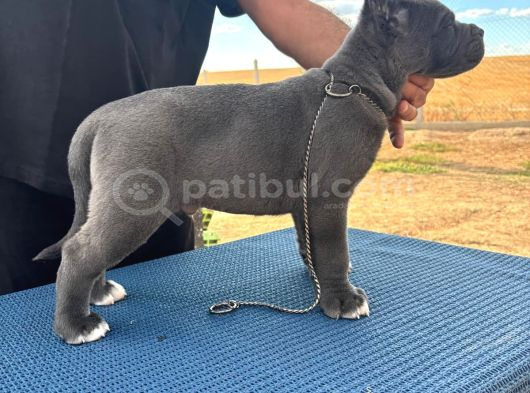 Safkan Cane Corso Güçlü Kan Hattı - Son 4 Yavru görsel