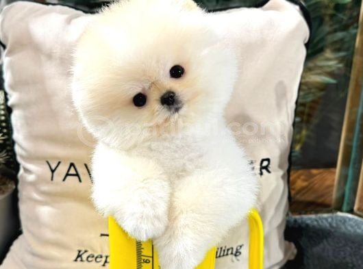 pomeranıan boo