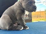 Safkan Cane Corso Güçlü Kan Hattı - Son 4 Yavru