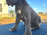 Safkan Cane Corso Güçlü Kan Hattı - Son 4 Yavru
