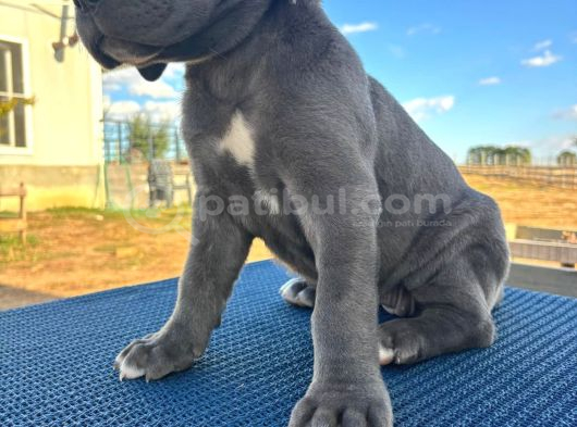 Safkan Cane Corso Güçlü Kan Hattı - Son 4 Yavru görsel