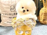 Pomeranıan Boo