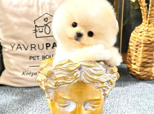 Pomeranıan Boo görsel