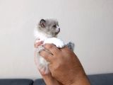 Munchkın Yavrular