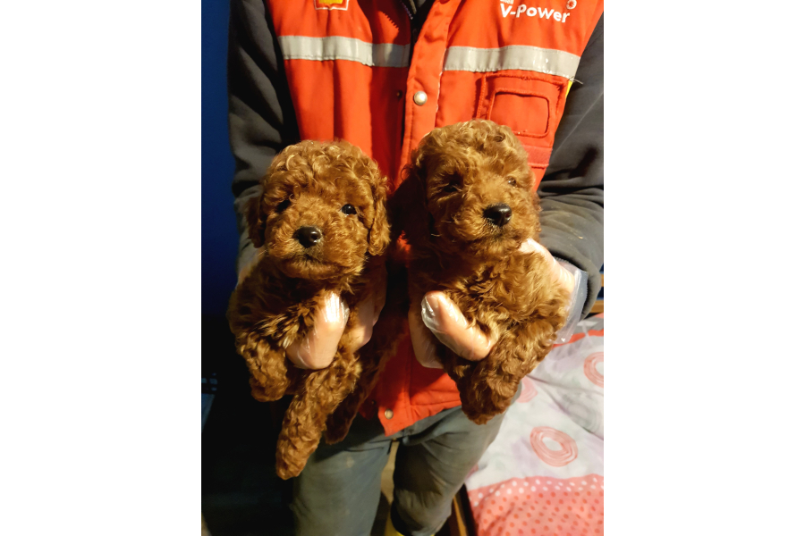 İnanilmaz GÜzellİkte GerÇek Toy Poodle Yavrular