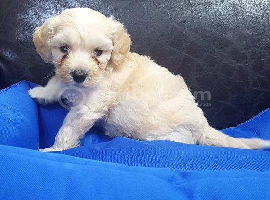 İnanilmaz Uygun Rakamlara Orji̇nal Malti̇poo Yavrular görsel