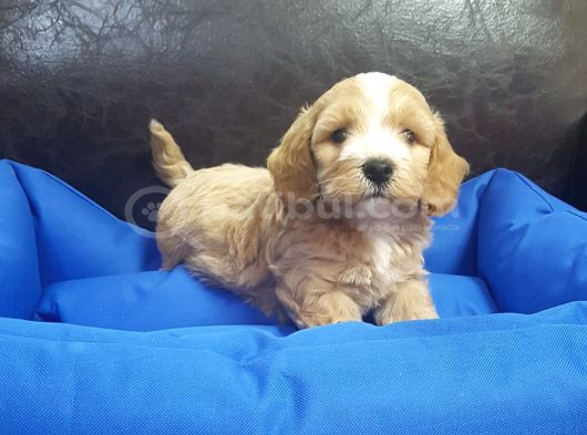 İnanilmaz Uygun Rakamlara Orji̇nal Malti̇poo Yavrular görsel