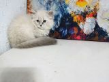 Lynx Poınt Son Yavru