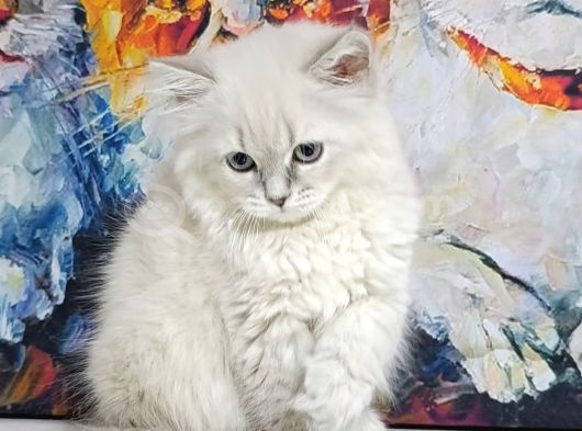 Lynx Poınt Son Yavru görsel