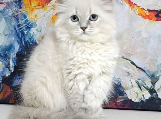 Lynx Poınt Son Yavru görsel