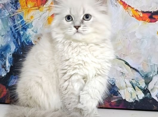 Lynx Poınt Son Yavru