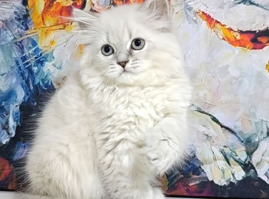 Lynx Poınt Son Yavru görsel