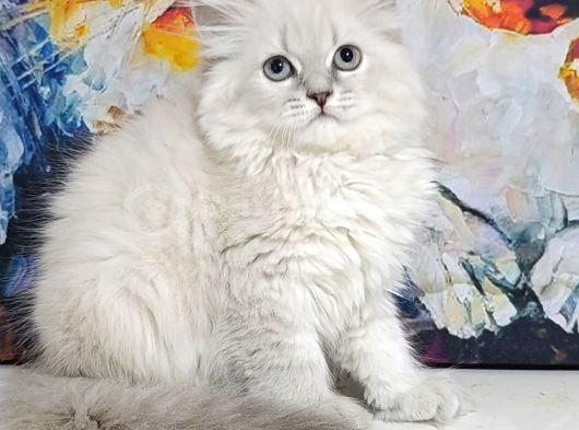 Lynx Poınt Son Yavru görsel