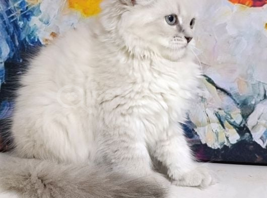 Lynx Poınt Son Yavru görsel