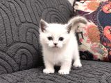 Munchkın Yavrular