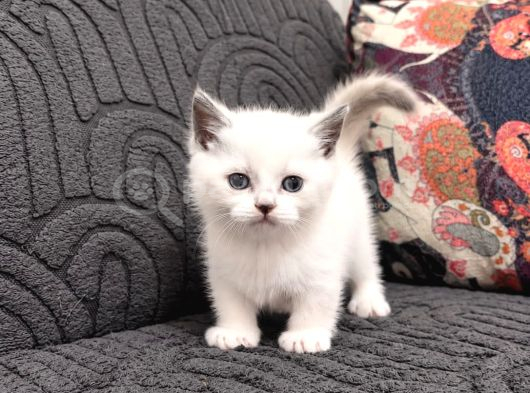 Munchkın Yavrular görsel