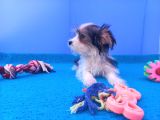 Neşe Kaynağı Morkie Yavrularımız