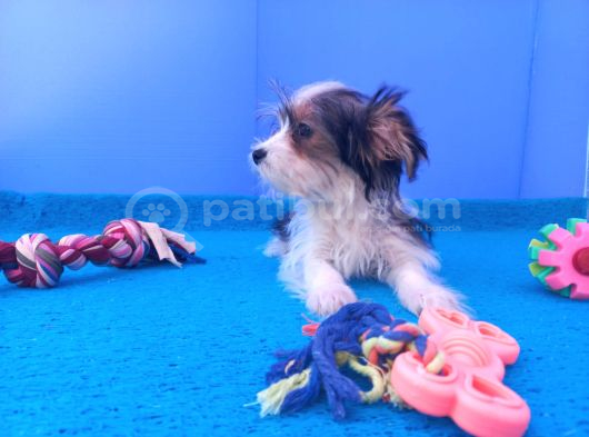 Neşe Kaynağı Morkie Yavrularımız görsel