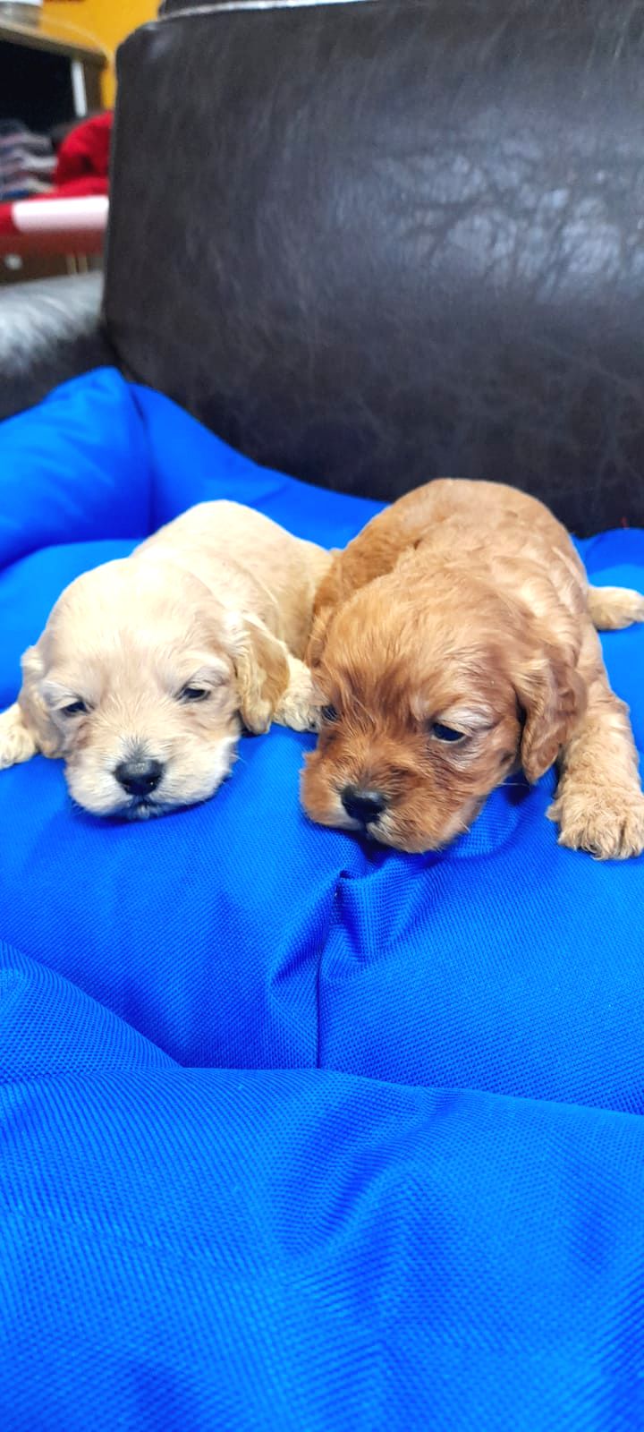 İnanilmaz GÜzellİkte Maltİpoo Yavrular