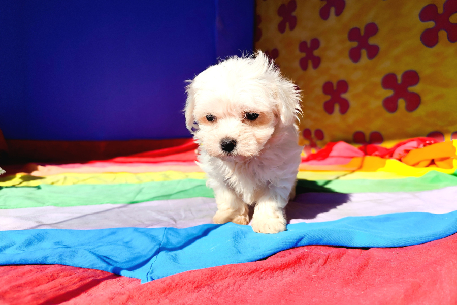 Orjinal Maltese Terrier Yavrularımız