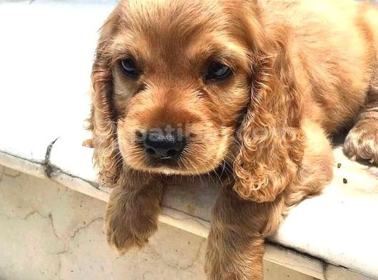 Tatlımı Tatlı Cocker Yavrularimız görsel