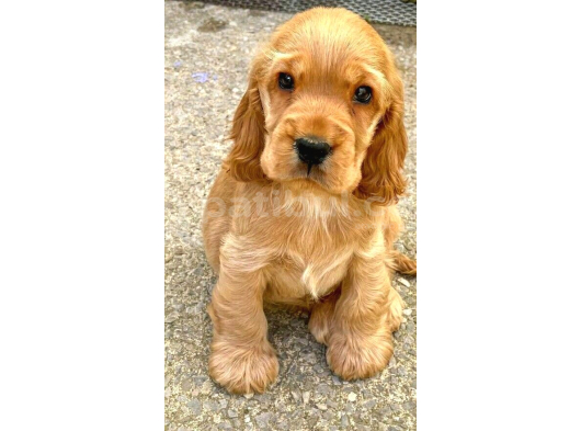 Tatlımı Tatlı Cocker Yavrularimız görsel