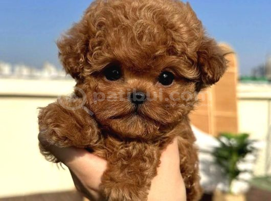 12 SENELİK TECRÜBE İLE IRK GARANTİLİ TOY POODLE