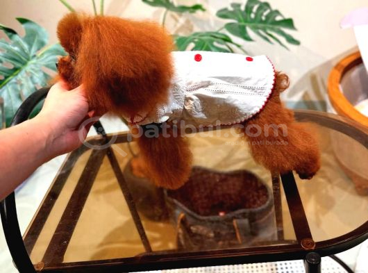 Show Güzelli̇k Arayanlari̇n Yavrulari görsel