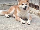 Orjinal Yetişkin Japon Akitalar