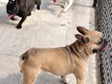 Orjinal Yetişkin French Bulldog